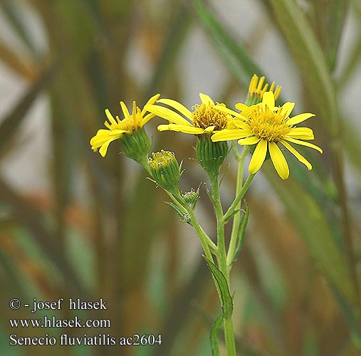 Senecio fluviatilis ac2604