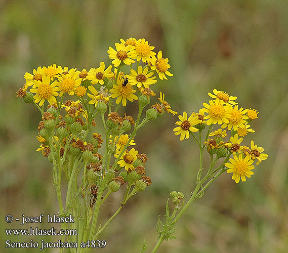 Senecio jacobaea a4839