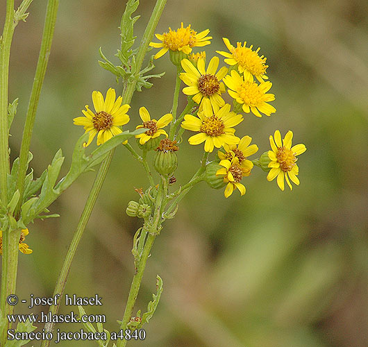 Senecio jacobaea a4840