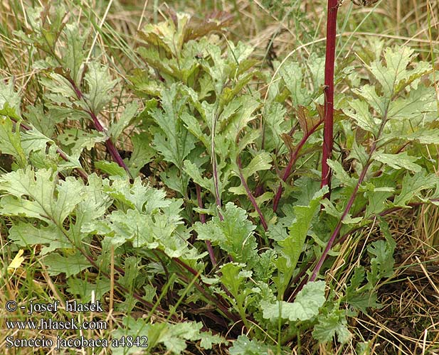 Senecio jacobaea a4842