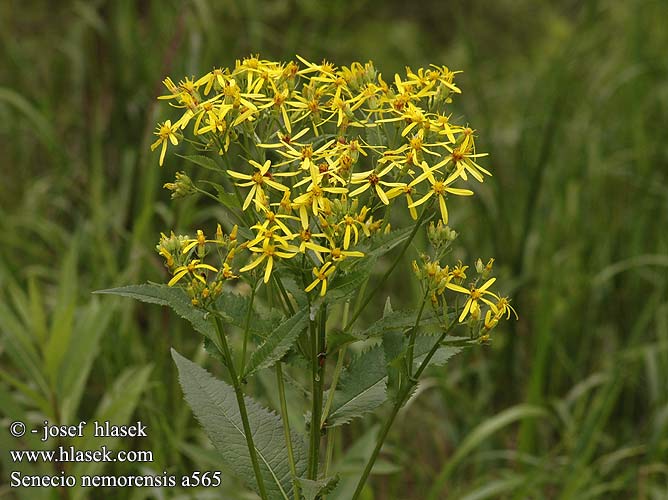 Senecio nemorensis a565