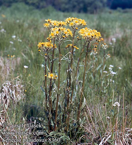 Senecio paludosus Jacobaea paludosa Great Fen Ragwort