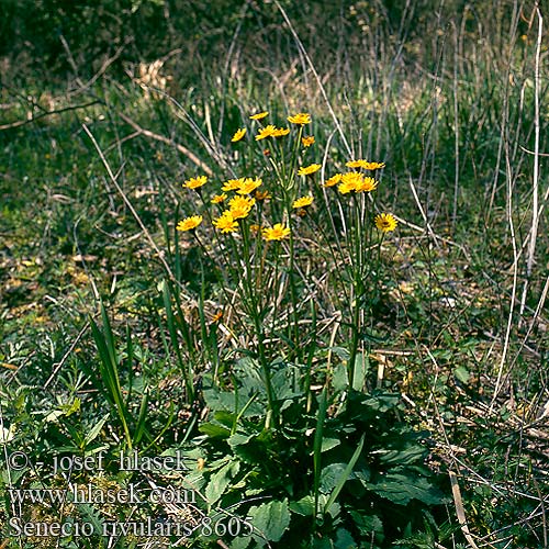 Tephroseris crispa Senecio rivularis crispus Csermelyaggófű