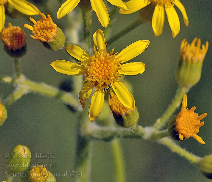 Senecio umbrosus Starček stinný