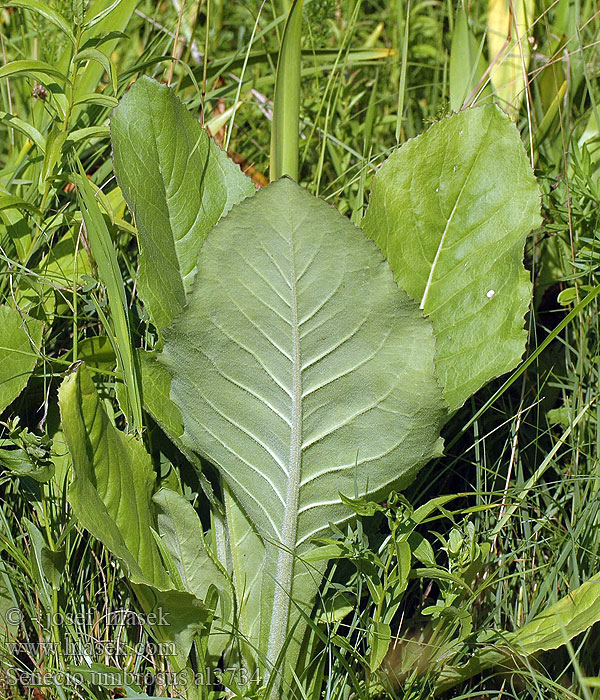 Senecio umbrosus Starzec cienisty