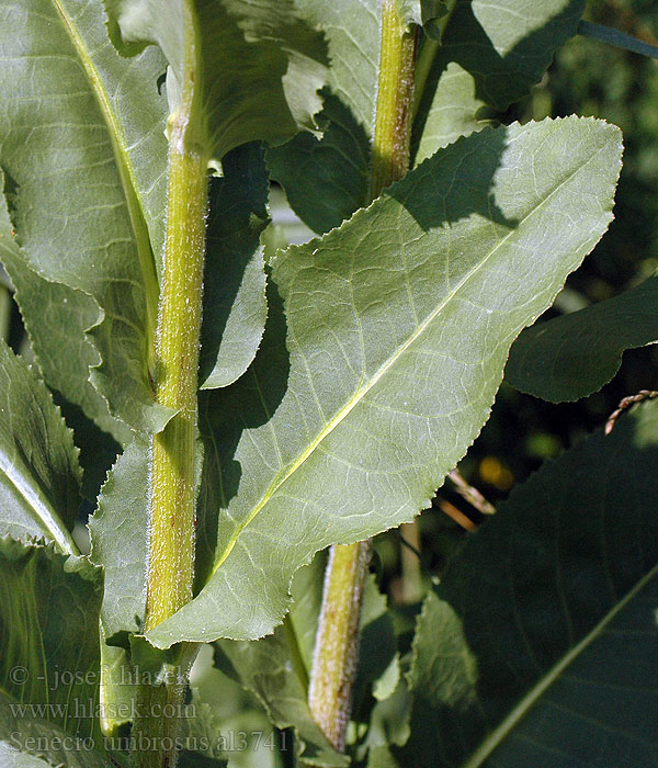 Senecio umbrosus Starček tôňomilný