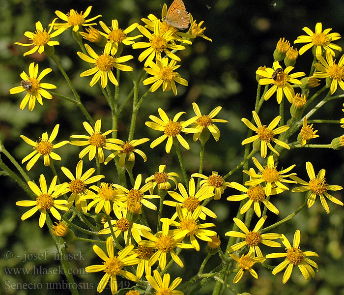 Senecio umbrosus Nagy aggófű