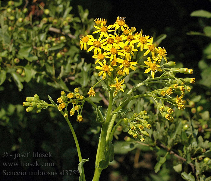 Senecio umbrosus Крестовник теневой