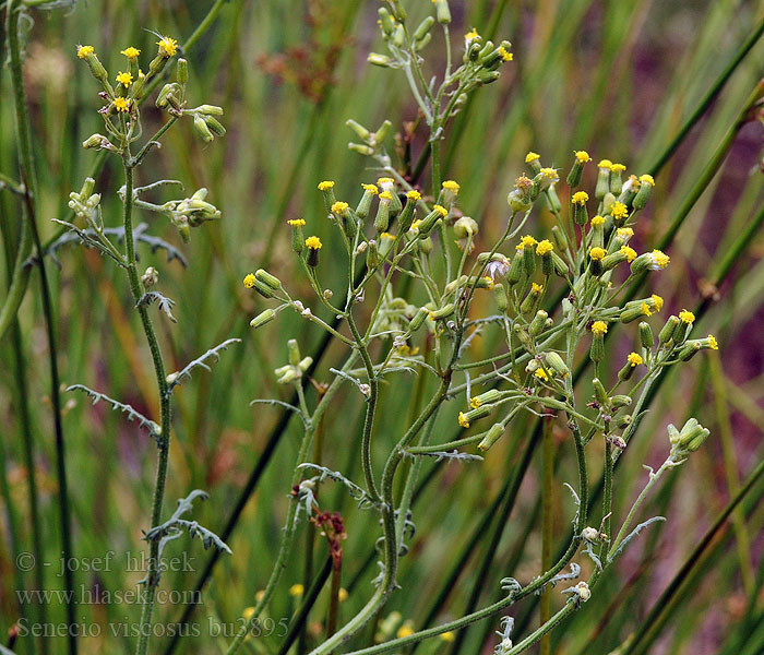 Senecio viscosus Starček lepkavý Klebriges Greiskraut Sticky groundsel