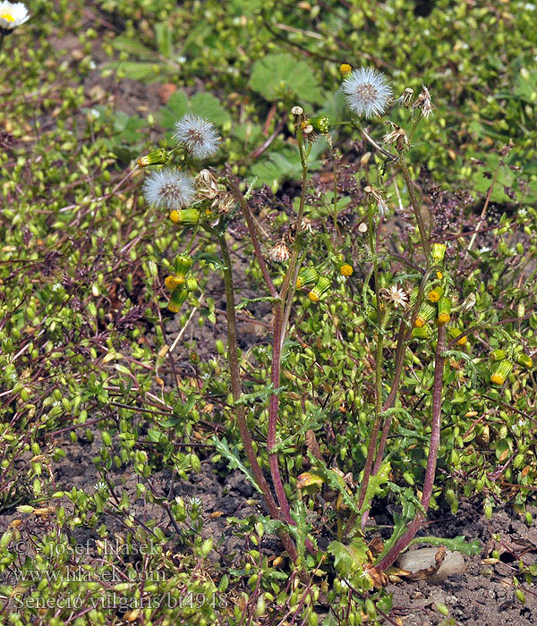 Senecio vulgaris Starček obecný Gewöhnliches Greiskraut Common groundsel
