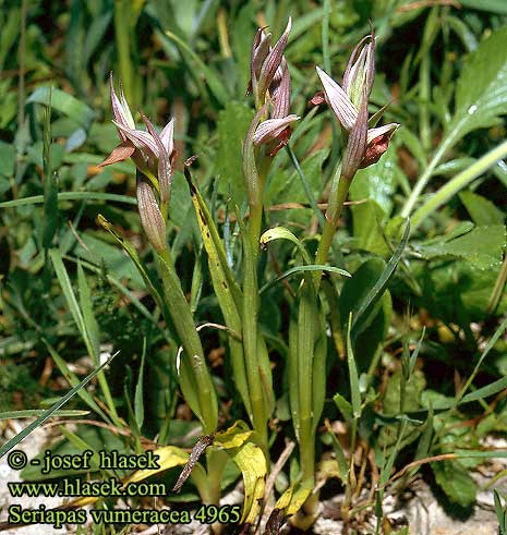 Seriapas vumeracea