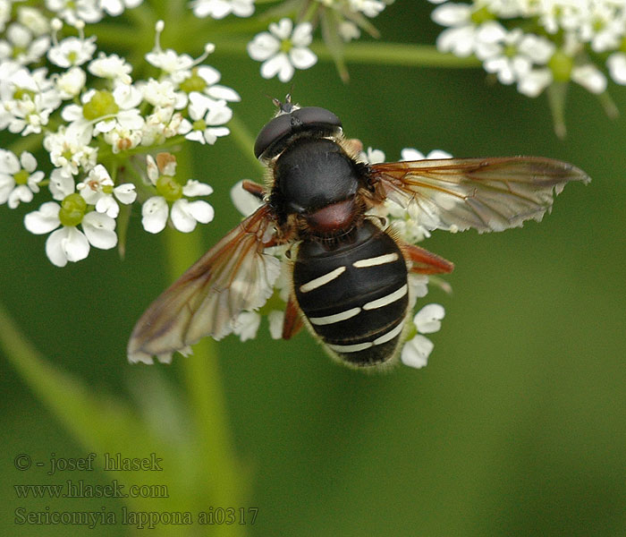 Donkere veenzweefvlieg Lapptorvblomfluga Sericomyia lappona