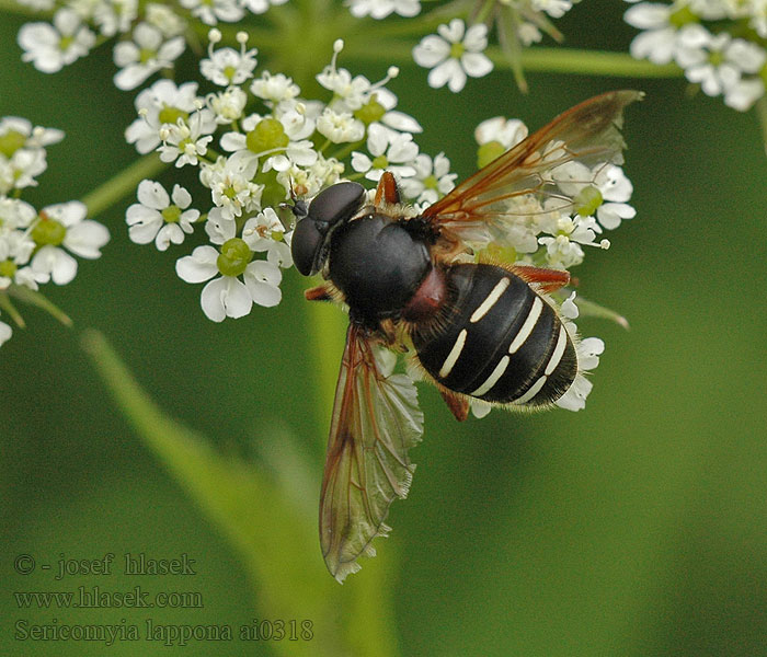 Sericomyia lappona Donkere veenzweefvlieg Lapptorvblomfluga