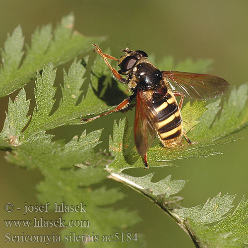 Sericomyia silentis Musca Pestřenka tichá Common Bog Hoverfly Séricomyie silencieuse Gelbband-Torfschwebfliege Gele Veenzweefvlieg Ljungtorvblomfluga Журчалка шелковистая спокойная