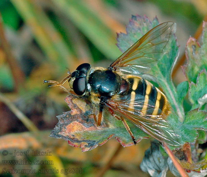 Common Bog Hoverfly Séricomyie silencieuse Sericomyia silentis