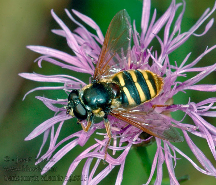 Gelbband-Torfschwebfliege Sericomyia silentis