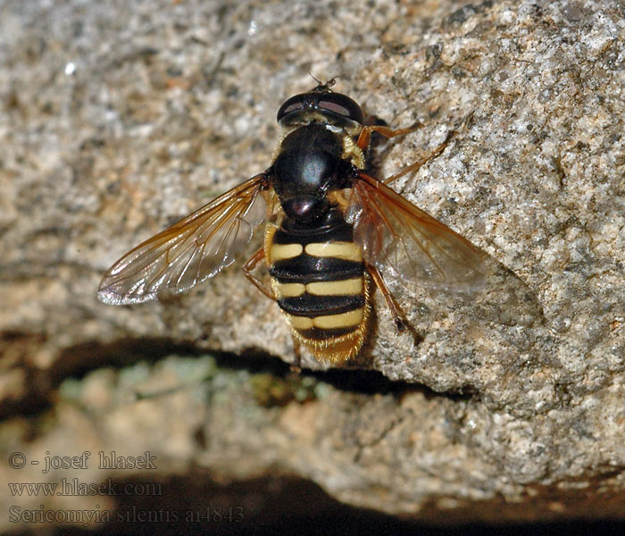 Gele Veenzweefvlieg Ljungtorvblomfluga Sericomyia silentis