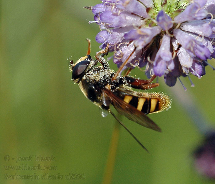 Sericomyia silentis