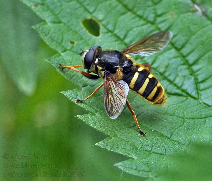 Sericomyia silentis