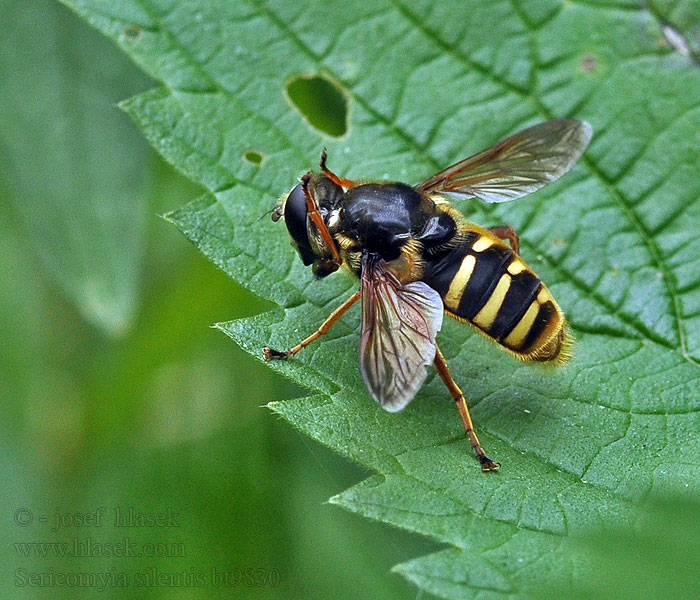 Sericomyia silentis