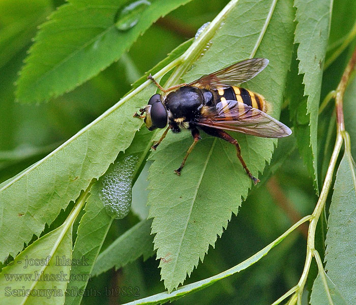 Sericomyia silentis