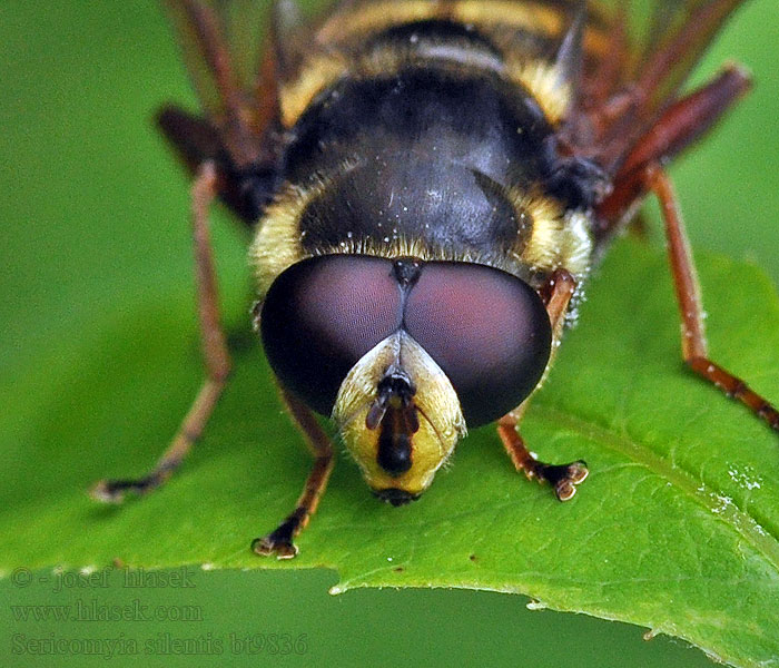 Sericomyia silentis