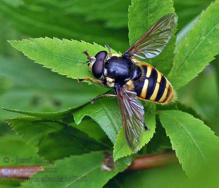 Sericomyia silentis