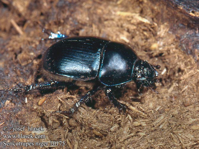 Sericotrupes niger 10175