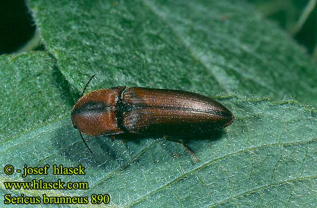 Sericus brunneus 890