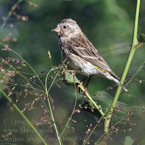 Serín Lomo Olivo Keltaperähemppo Serin gorge noire Canarino Arabia アラビアカナリア Geelstuitkanarie Kulczyk zóltorzytny Canàrio garganta preta Arabsiska Serinus atrogularis Yellow-rumped Seedeater Zvonohlík angolský Bergkanarie Ngodzi Mpasuambegu Koo-jeusi Tšoere Angolagirlitz Arabisk Sisken