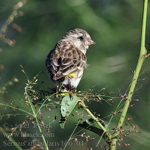 Canarino Arabia アラビアカナリア Geelstuitkanarie Kulczyk zóltorzytny Canàrio garganta preta Arabsiska Serinus atrogularis Yellow-rumped Seedeater Zvonohlík angolský Bergkanarie Ngodzi Mpasuambegu Koo-jeusi Tšoere Angolagirlitz Arabisk Sisken Serín Lomo Olivo Keltaperähemppo Serin gorge noire