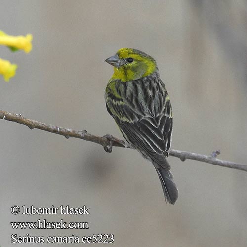 Serinus canaria Island Canary Kanár divoký Kanarengirlitz Kanariefugl Canario Común Canari Kanarianhemppo Serin Canaries Canarino Isole Canarie カナリア Kanarie Canário Kanarek Канарский канареечный Kanariefågel Yaban kanaryası Kanarček Kanariirisk בזבוז קנרי