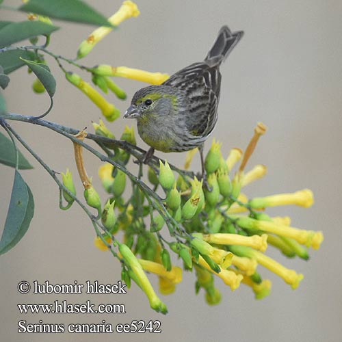 Canario Común Canari Kanarianhemppo Serin Canaries Canarino Isole Canarie カナリア Kanarie Canário Kanarek Канарский канареечный Kanariefågel Yaban kanaryası Kanarček Kanariirisk בזבוז קנרי Serinus canaria Island Canary Kanár divoký Kanarengirlitz Kanariefugl