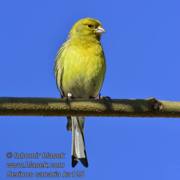 Serinus canaria Island Canary Kanár divoký