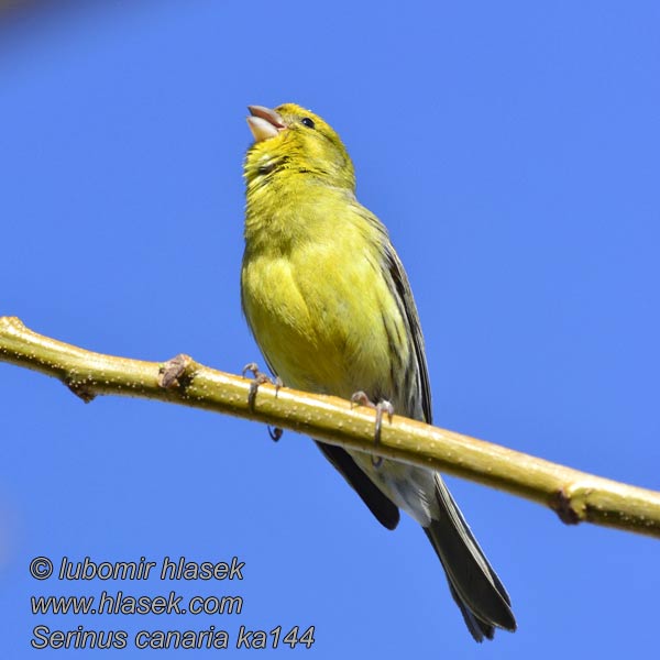 Serinus canaria Canario Común Canari Kanarianhemppo