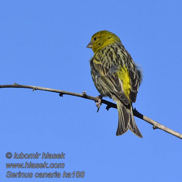 Serinus canaria Serin Canaries Canarino Isole Canarie