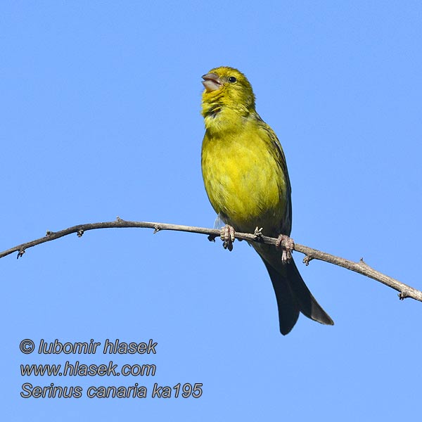 Serinus canaria カナリア Kanarie Canário