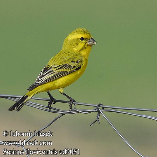 Serinus flaviventris Crithagra Yellow Canary Geelkanarie Tšoere Nsense Zvonohlík žlutobřichý Gelbbauchgirlitz Gulpandet Sisken Canario Amarillo Kapinkeltahemppo Serin Sainte-Hélène Canarino ventregiallo キイロカナリア Geelbuiksijs Kulczyk zóltobrzuchy Canàrio ventre amarelo 黃絲雀