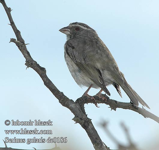 Serinus gularis Streaky-headed Seedeater Streakyheaded Canary Kalottihemppo Serin gris Gele kanarie Canarino testastriata Korábban Brauengirlitz Kulczyk paskoglowy Serín estriado Streepkopkanarie ホオグロカナリア Zvonohlík proužkohlavý bělobrvý Вьюрок канареечный полосатоголовый