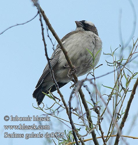 Kalottihemppo Serin gris Gele kanarie Canarino testastriata Korábban Brauengirlitz Kulczyk paskoglowy Serín estriado Streepkopkanarie ホオグロカナリア Zvonohlík proužkohlavý bělobrvý Вьюрок канареечный полосатоголовый Serinus gularis Streaky-headed Seedeater Streakyheaded Canary