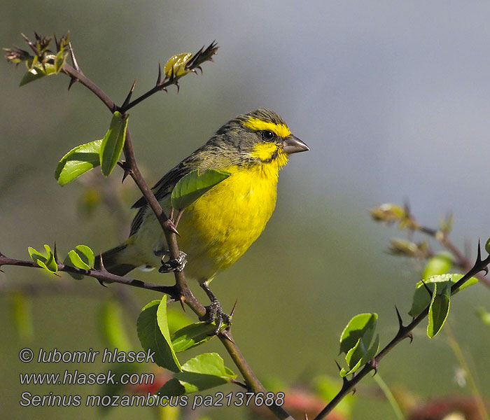 Crithagra 黄额丝雀 Zvonohlík mozambický Serinus mozambicus