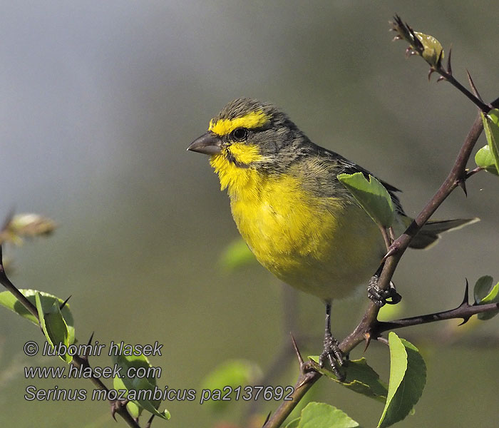 Mosambikgirlitz Mozambiquesisken Yellow-fronted Canary Serinus mozambicus