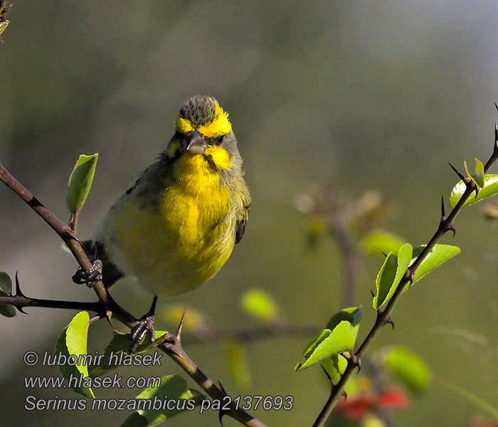 Serín Frentiamarillo Viiksihemppo Serin Mozambique Serinus mozambicus