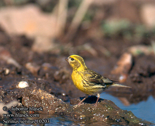 Serinus serinus Serin Girlitz Serin cini Verdecillo Zvonohlík zahradní