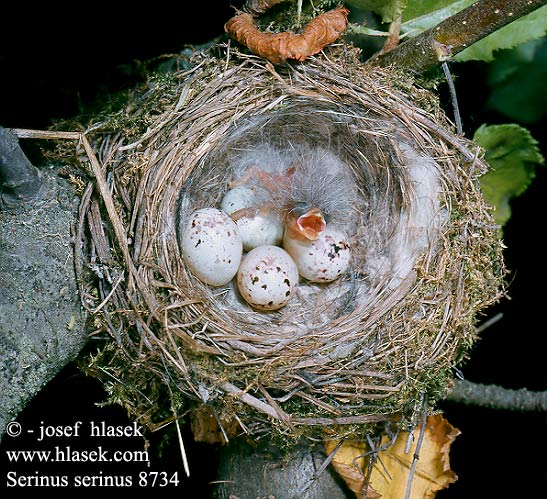eggs nest Serinus serinus Serin Girlitz Serin cini Verdecillo