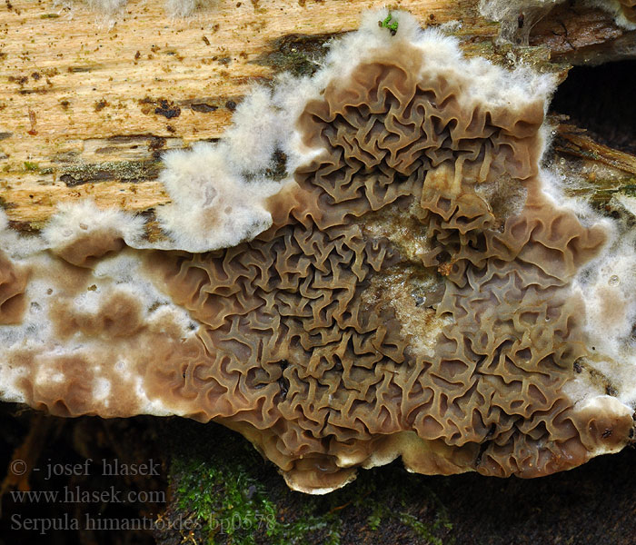 Serpula himantioides Stroczek leśny