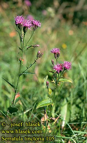 Serratula tinctoria Srpice barvířská Färber-Scharte Saw-wort