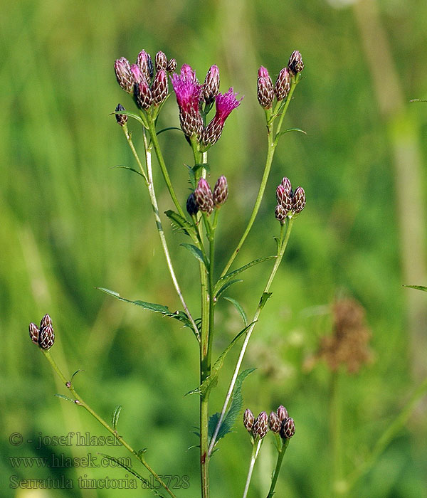 Serratula tinctoria Sierpik barwierski Cerretta comune