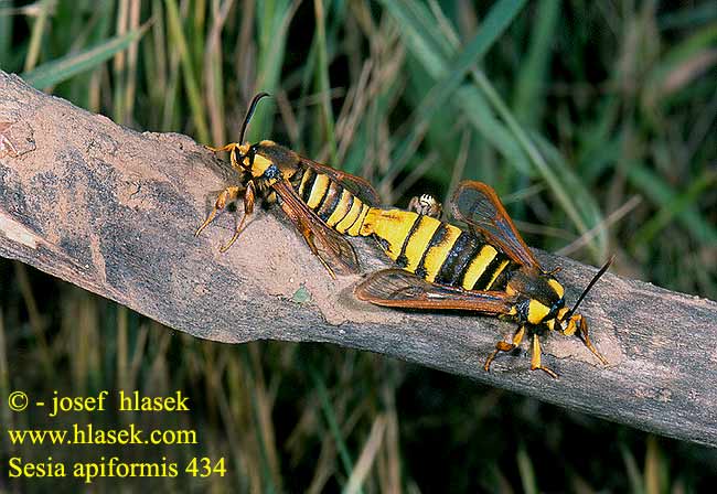 Sesia apiformis Podobník sršňovitý Sésie apiforme