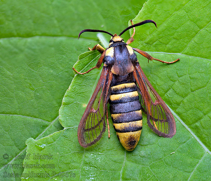 Sesia apiformis Стеклянница большая тополевая Przeziernik osowiec